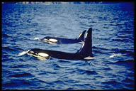 Killer whale or orca
